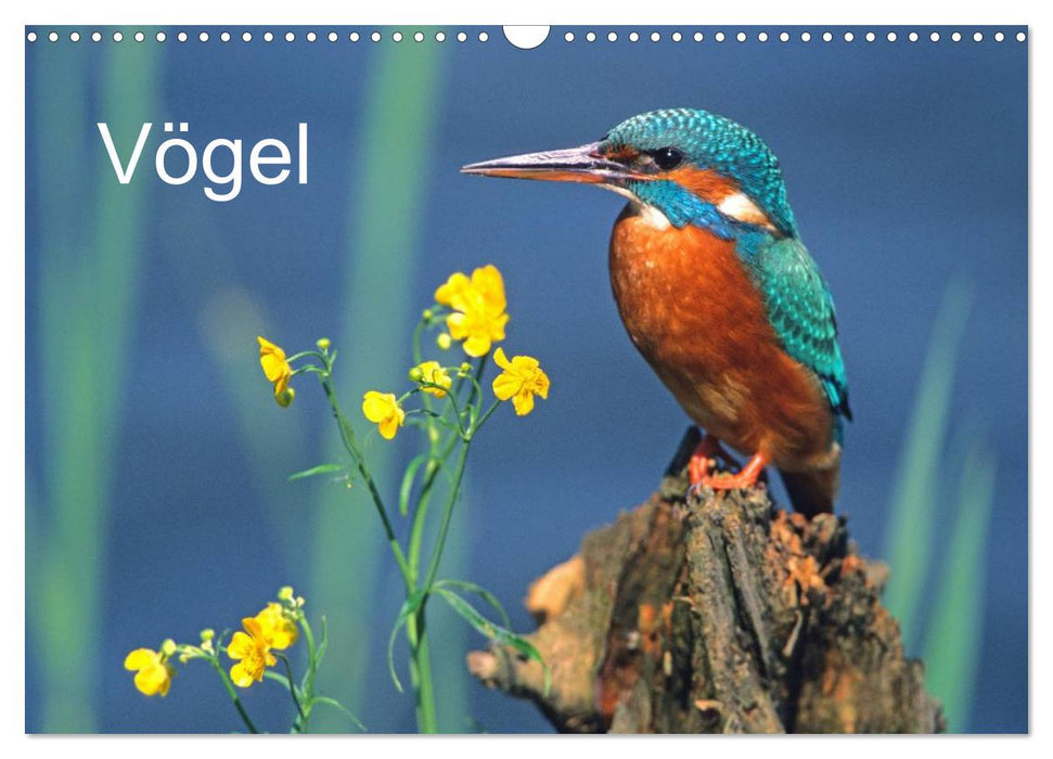 Vögel (CALVENDO Wandkalender 2025)