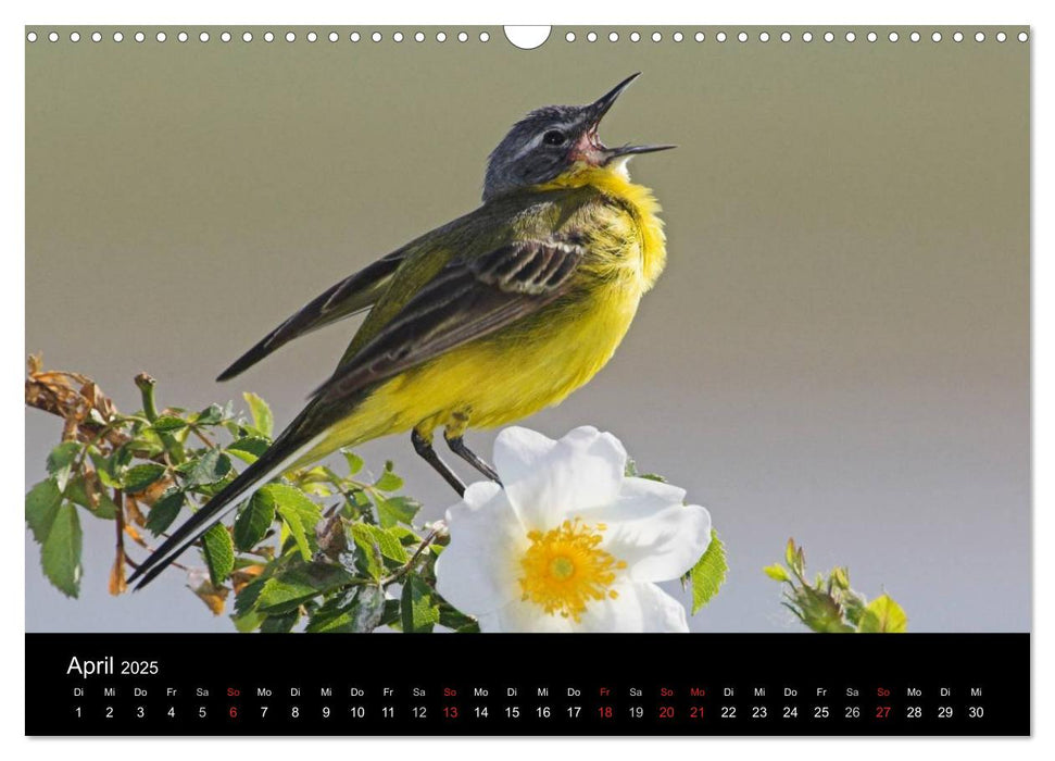 Vögel (CALVENDO Wandkalender 2025)