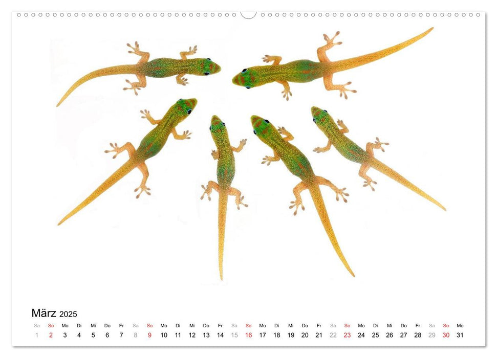 Der kleine Gecko und seine Freunde (CALVENDO Wandkalender 2025)