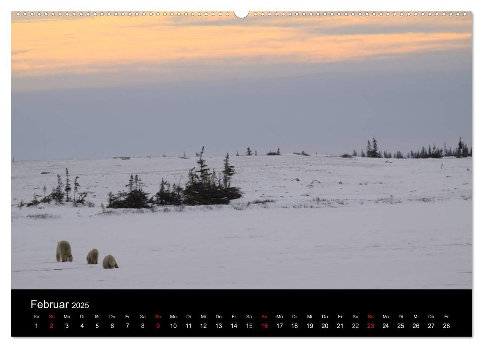 Arktische Träume - Eisbären in Kanada (CALVENDO Wandkalender 2025)