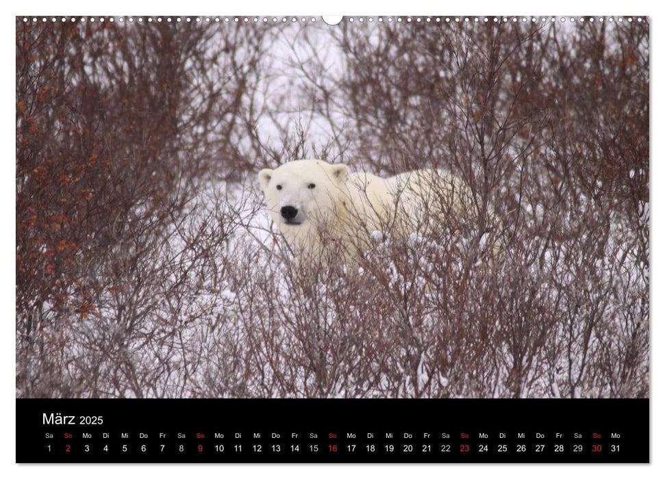 Arktische Träume - Eisbären in Kanada (CALVENDO Wandkalender 2025)