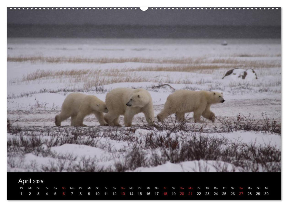 Arktische Träume - Eisbären in Kanada (CALVENDO Wandkalender 2025)