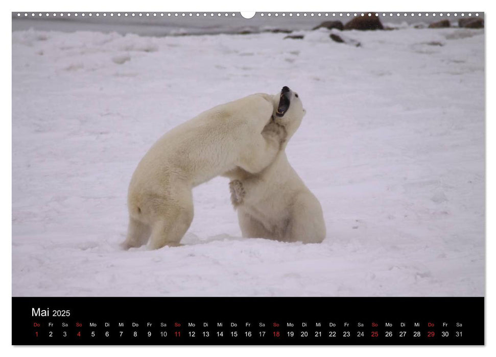 Arktische Träume - Eisbären in Kanada (CALVENDO Wandkalender 2025)