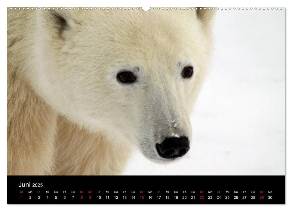 Arktische Träume - Eisbären in Kanada (CALVENDO Wandkalender 2025)