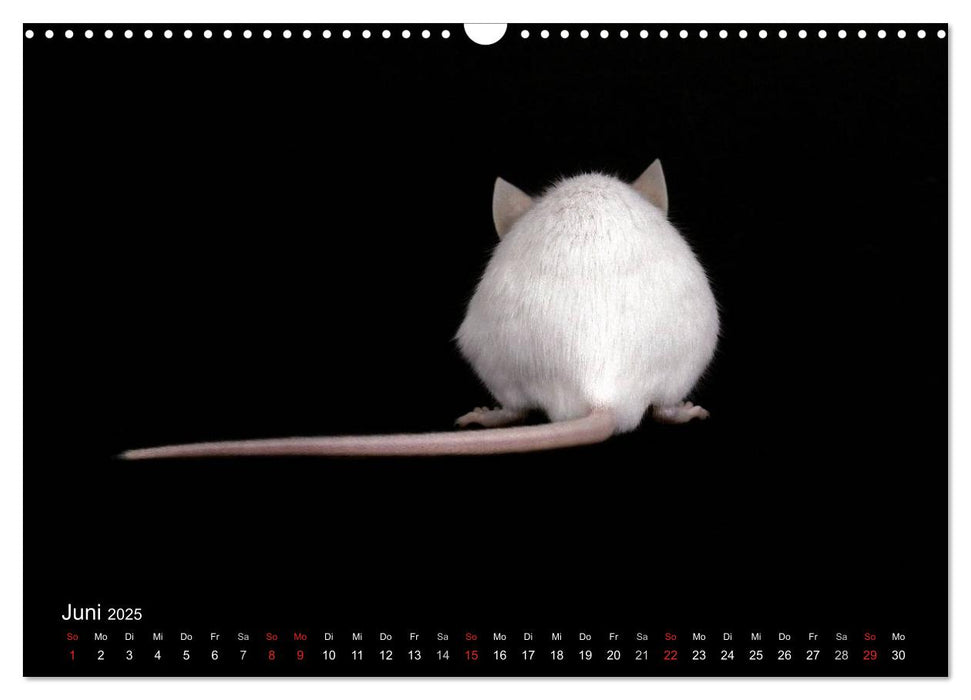 Süße Mäuse und Coole Ratten (CALVENDO Wandkalender 2025)