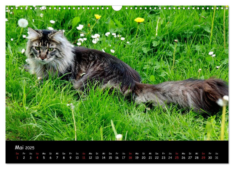 Samtpfoten (CALVENDO Wandkalender 2025)