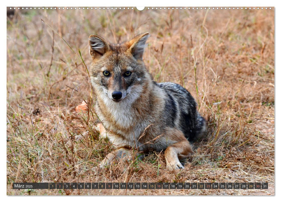 Tiere Indiens close up (CALVENDO Premium Wandkalender 2025)