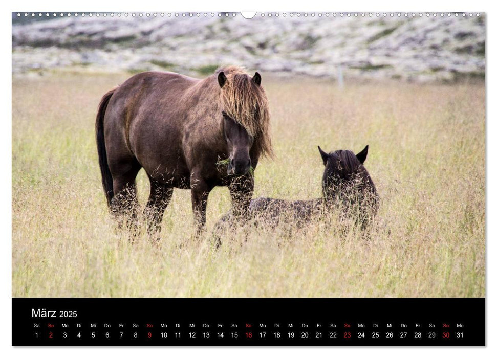 Islandpferde (CALVENDO Wandkalender 2025)