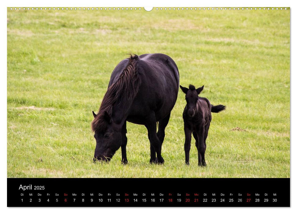 Islandpferde (CALVENDO Wandkalender 2025)