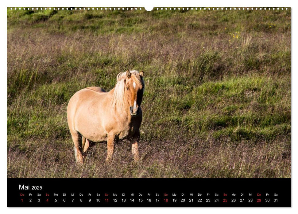 Islandpferde (CALVENDO Wandkalender 2025)