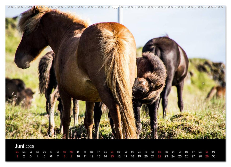 Islandpferde (CALVENDO Wandkalender 2025)