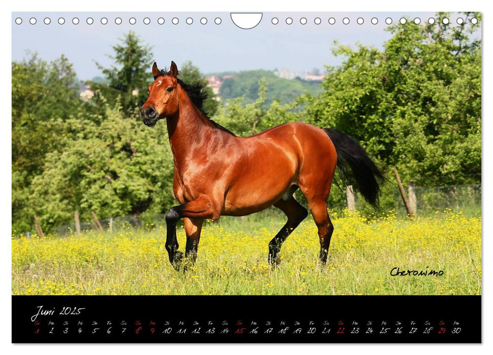 Pferde - wundervolle Geschöpfe (CALVENDO Wandkalender 2025)