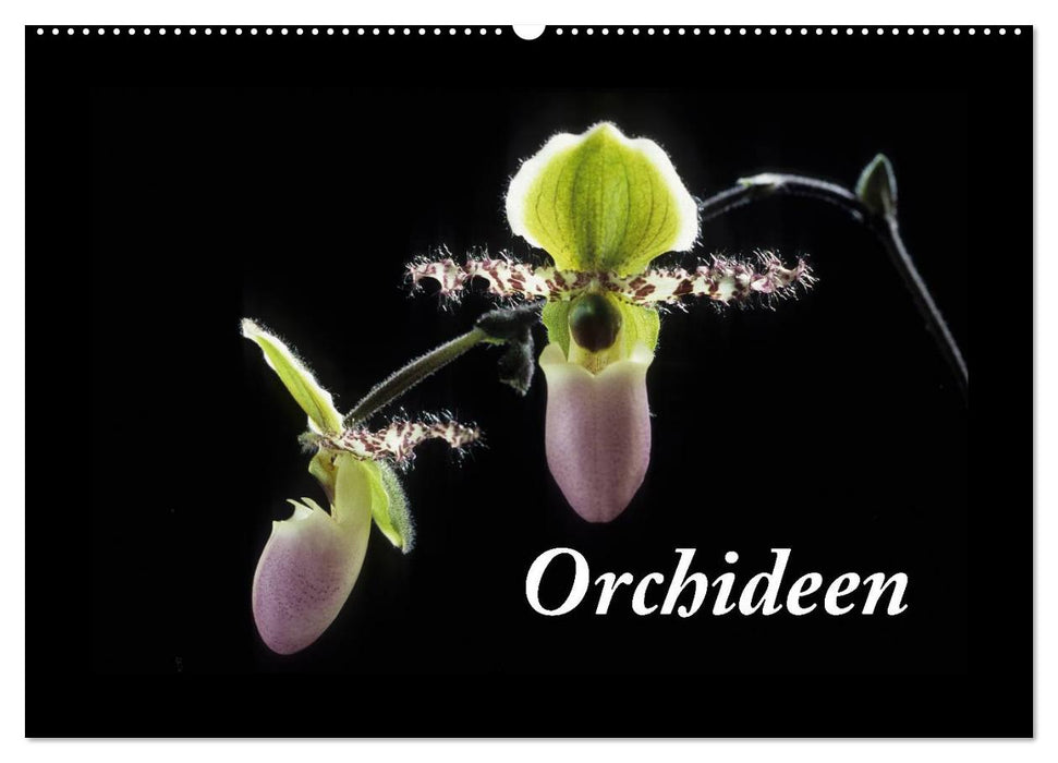 Orchideen 2025 (CALVENDO Wandkalender 2025)