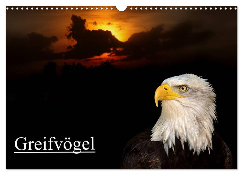 Greifvögel (CALVENDO Wandkalender 2025)