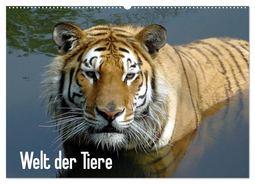 Welt der Tiere (CALVENDO Wandkalender 2025)