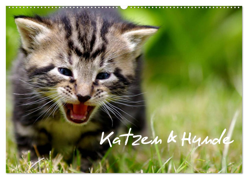 Katzen & Hunde (CALVENDO Wandkalender 2025)