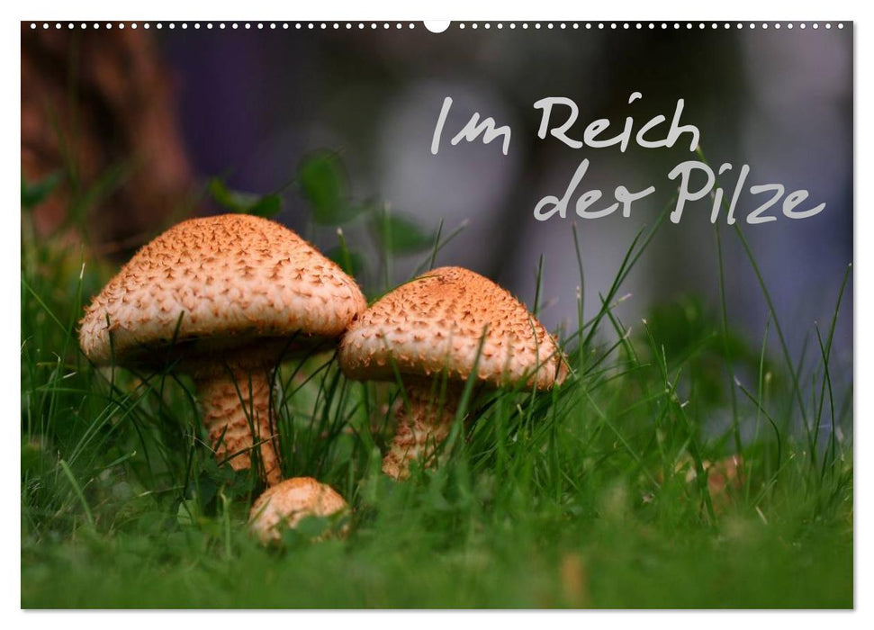 Im Reich der Pilze (CALVENDO Wandkalender 2025)