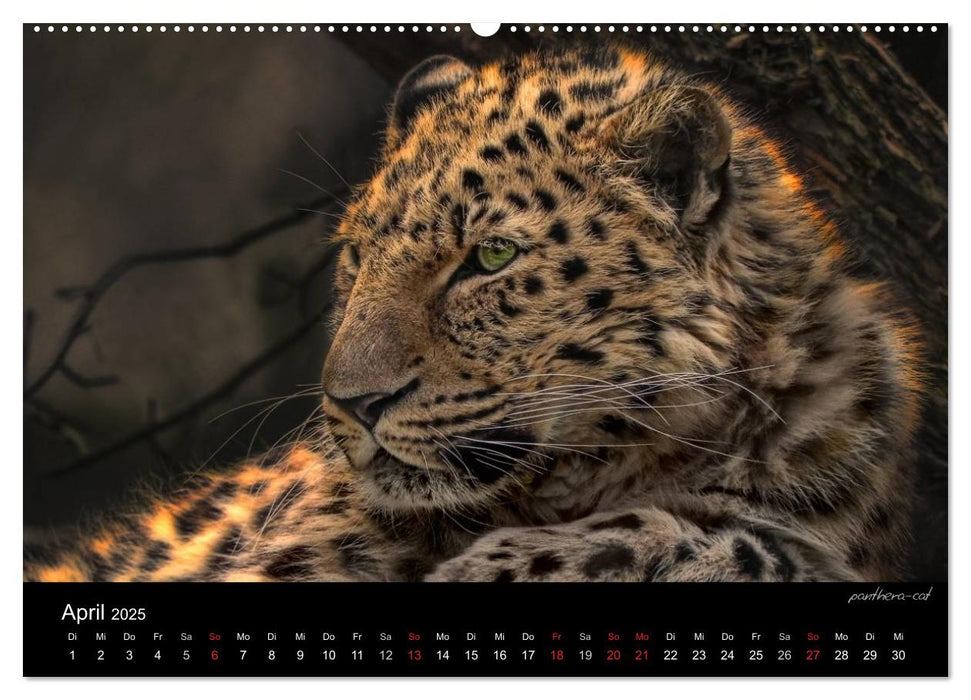 Tierisches (CALVENDO Premium Wandkalender 2025)