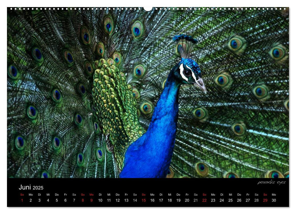 Tierisches (CALVENDO Premium Wandkalender 2025)