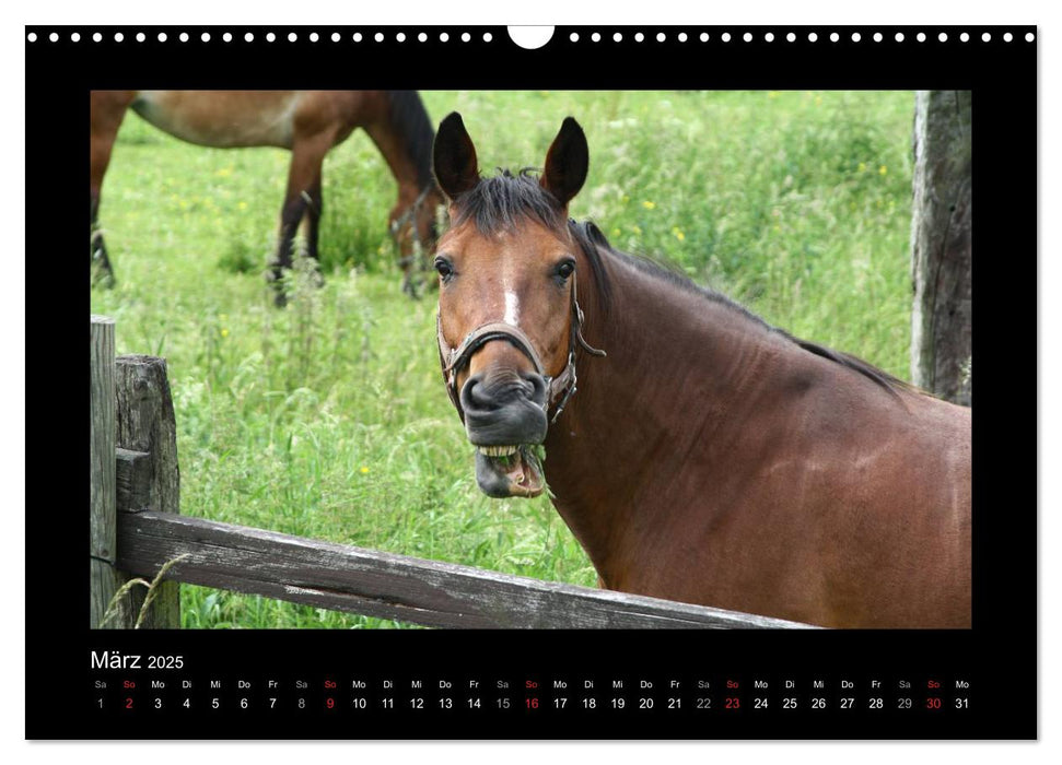 Zauberhafte Pferde (CALVENDO Wandkalender 2025)