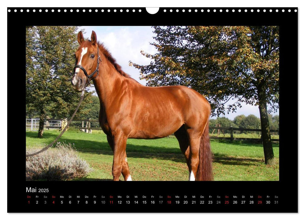 Zauberhafte Pferde (CALVENDO Wandkalender 2025)