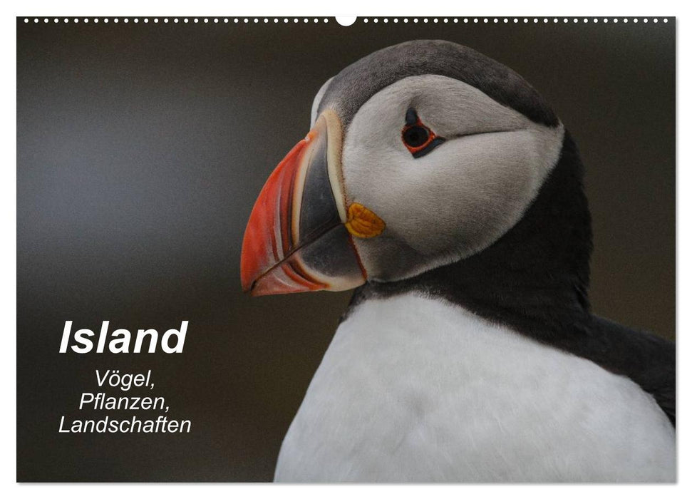 Island: Vögel, Pflanzen, Landschaften (CALVENDO Wandkalender 2025)