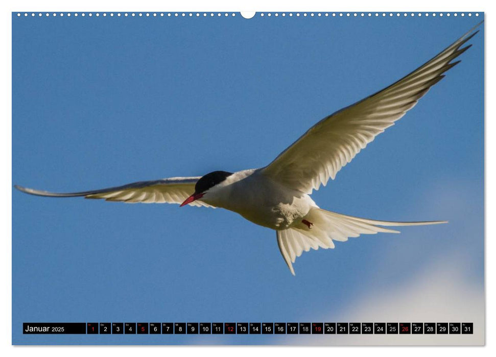 Island: Vögel, Pflanzen, Landschaften (CALVENDO Wandkalender 2025)