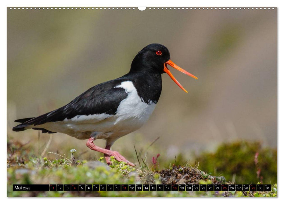 Island: Vögel, Pflanzen, Landschaften (CALVENDO Wandkalender 2025)