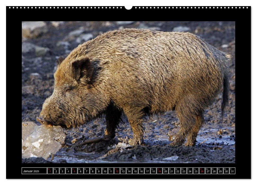 Wildschweine (CALVENDO Premium Wandkalender 2025)