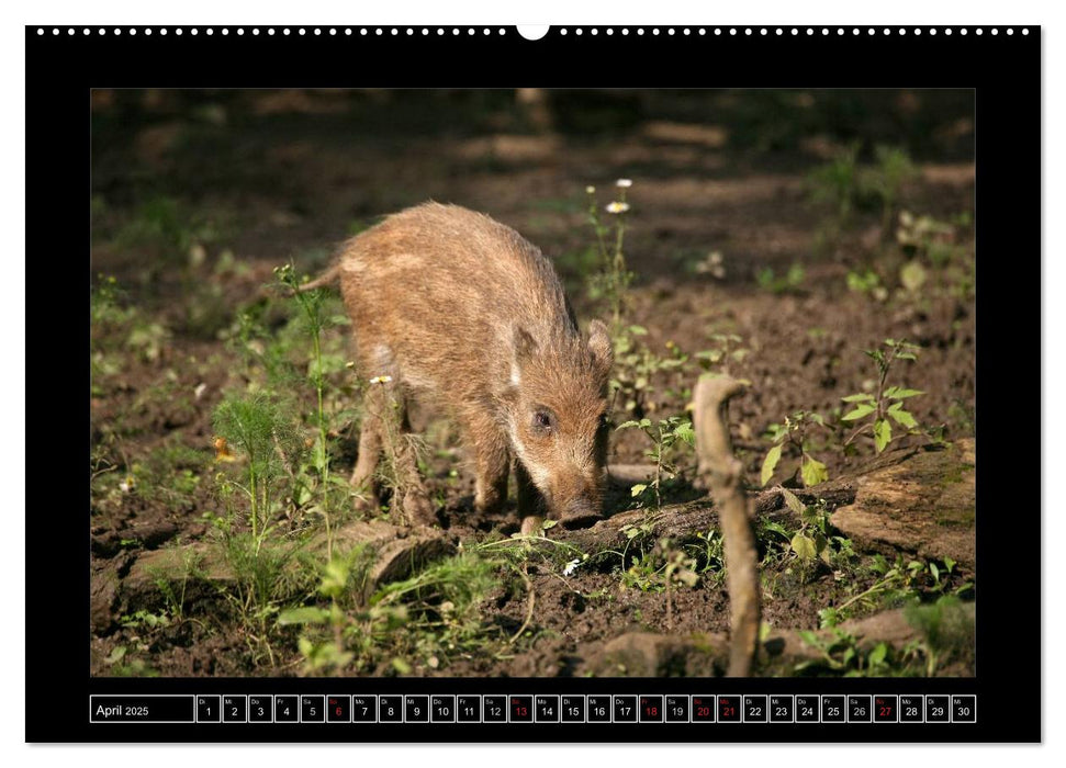 Wildschweine (CALVENDO Premium Wandkalender 2025)