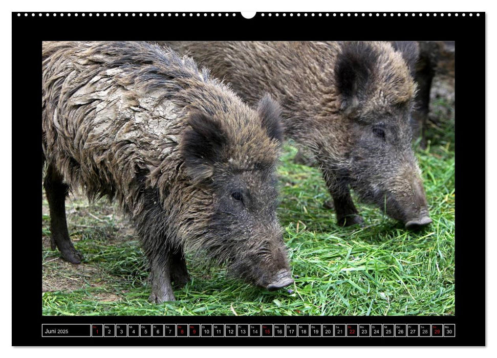 Wildschweine (CALVENDO Premium Wandkalender 2025)