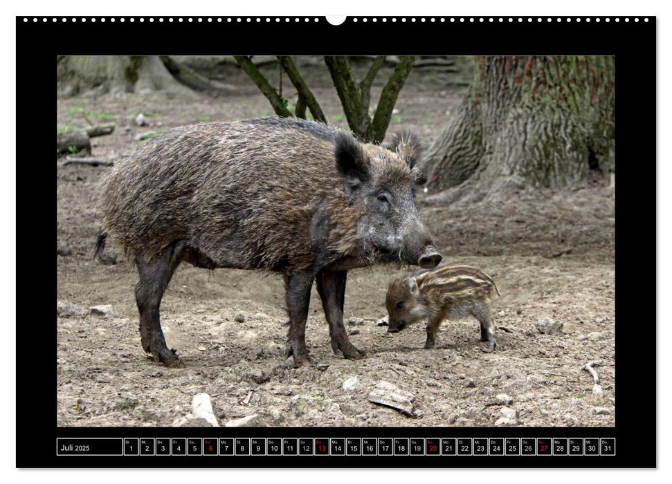 Wildschweine (CALVENDO Premium Wandkalender 2025)