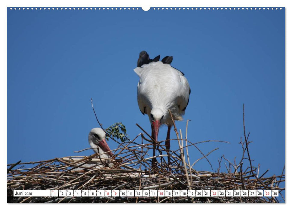 Heimische Tiere (CALVENDO Premium Wandkalender 2025)