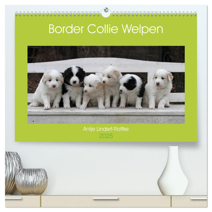 Border Collie Welpen (CALVENDO Premium Wandkalender 2025)