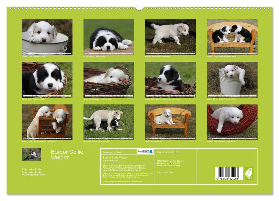 Border Collie Welpen (CALVENDO Premium Wandkalender 2025)