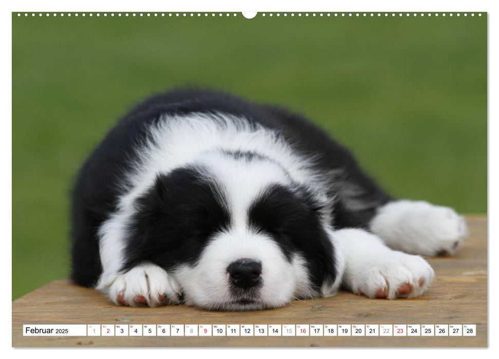 Border Collie Welpen (CALVENDO Premium Wandkalender 2025)