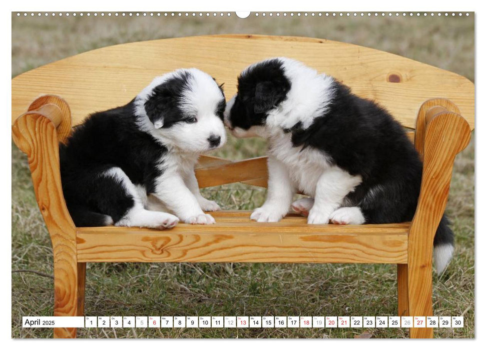 Border Collie Welpen (CALVENDO Premium Wandkalender 2025)