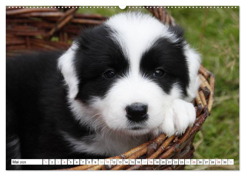 Border Collie Welpen (CALVENDO Premium Wandkalender 2025)