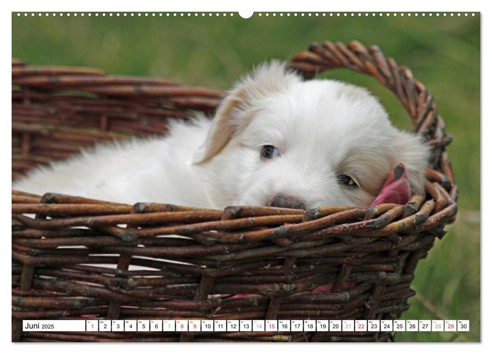 Border Collie Welpen (CALVENDO Premium Wandkalender 2025)