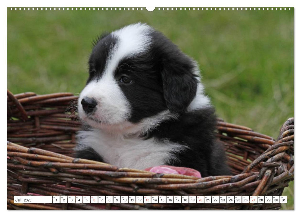 Border Collie Welpen (CALVENDO Premium Wandkalender 2025)