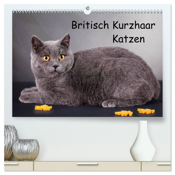 Britisch Kurzhaar Katzen (CALVENDO Premium Wandkalender 2025)