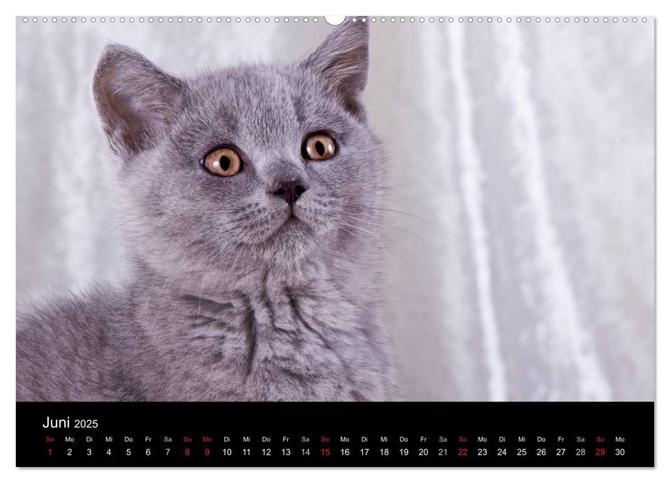 Britisch Kurzhaar Katzen (CALVENDO Premium Wandkalender 2025)