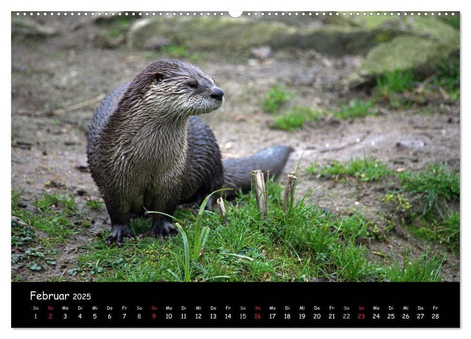 Putzige Fischjäger (CALVENDO Premium Wandkalender 2025)