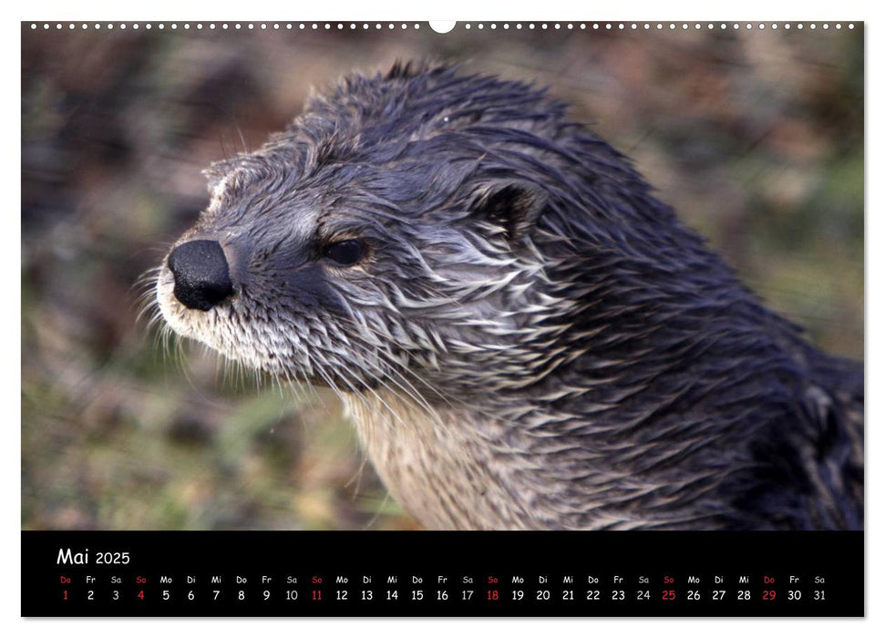 Putzige Fischjäger (CALVENDO Premium Wandkalender 2025)