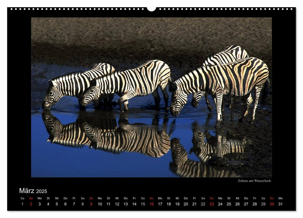 Wildtiere im Etosha Nationalpark (CALVENDO Wandkalender 2025)