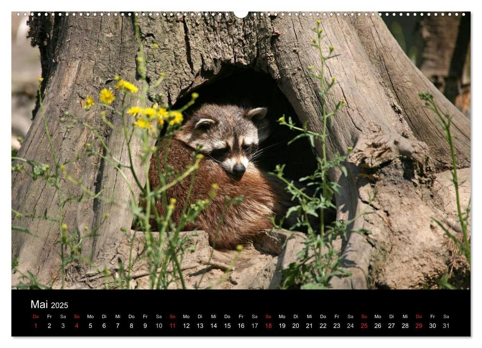 Waschbären (CALVENDO Premium Wandkalender 2025)