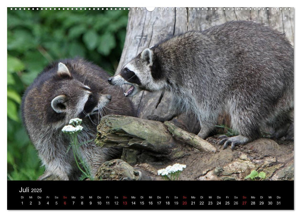 Waschbären (CALVENDO Premium Wandkalender 2025)