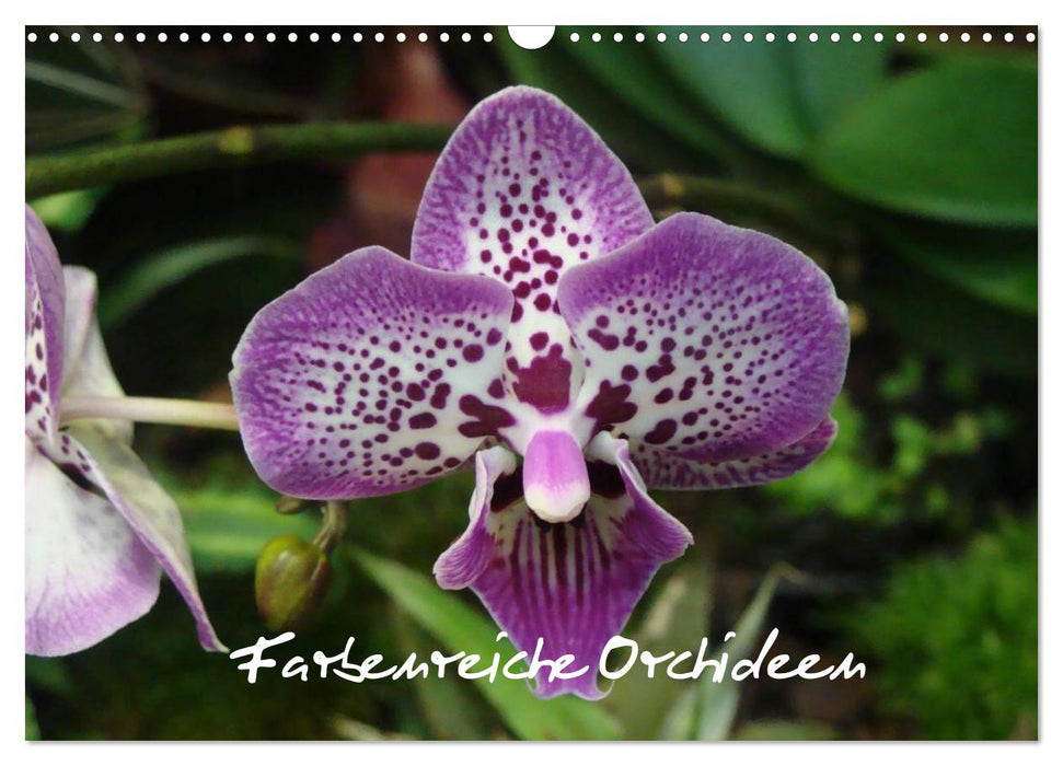 Farbenreiche Orchideen (CALVENDO Wandkalender 2025)