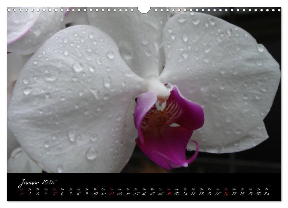 Farbenreiche Orchideen (CALVENDO Wandkalender 2025)