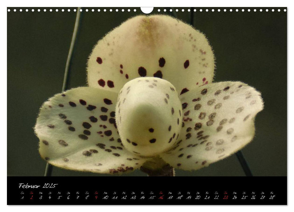 Farbenreiche Orchideen (CALVENDO Wandkalender 2025)